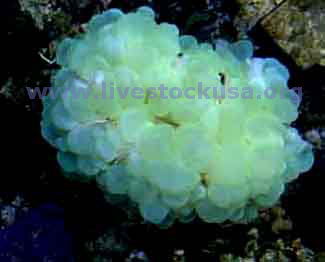 Green Bubble Coral