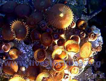 Button Polyps