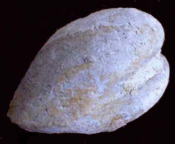 Fossil Clam