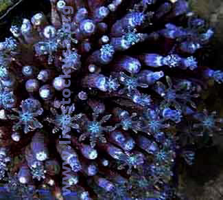 Clove Polyps