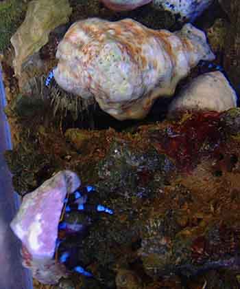 Blue-legged Hermit Crabs