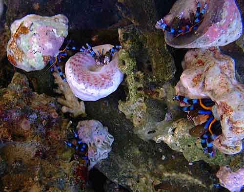 Blue-legged Hermit Crabs