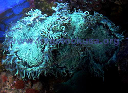 Elegance Coral