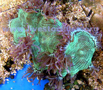 Elegance Coral