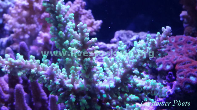 Fiji Acropora