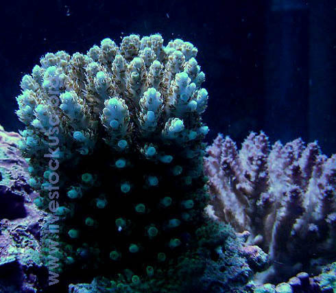 Fiji Acropora