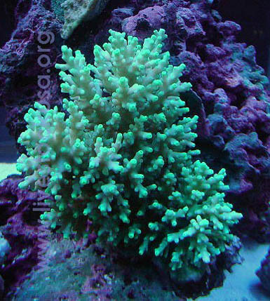 Fiji Acropora