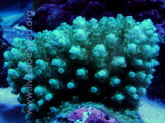 Fiji Acropora