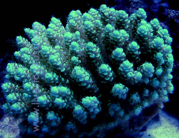 Fiji Acropora