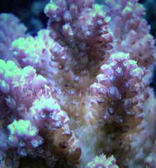 Fiji Acropora