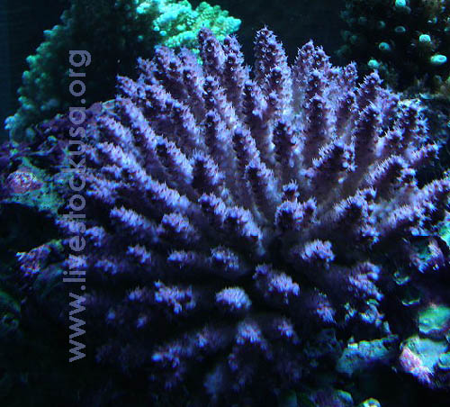 Fiji Acropora