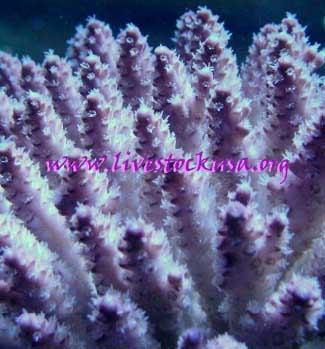 Fiji Acropora