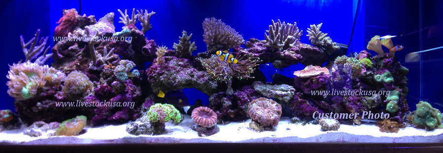 Reef Tank