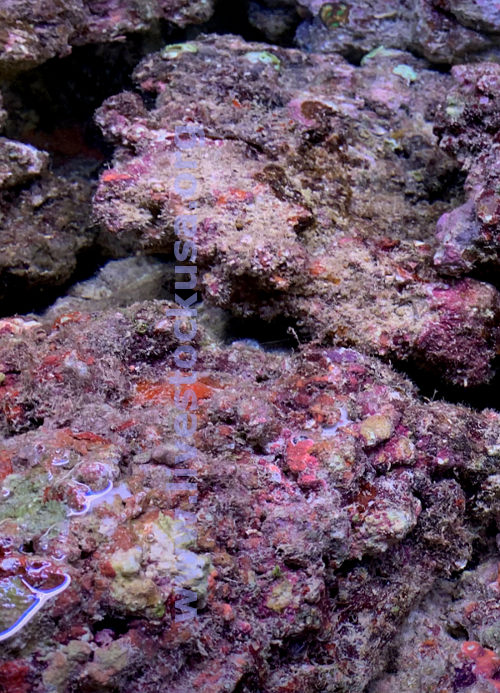 Live Rock Overview - Marine Aquarium Live Rock