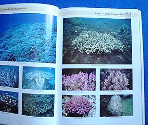 Indo-Pacific Coral Reef Field Guide