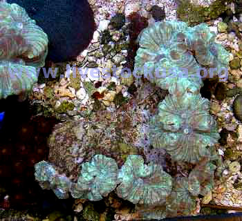 Fox Coral