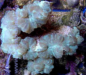 Fox Coral