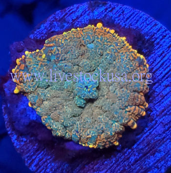 Coral Frag