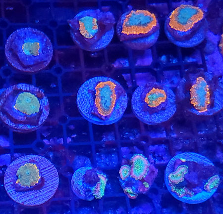 Coral Frag