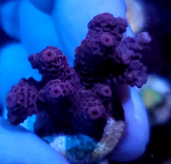 Coral Frag