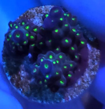 Coral Frag