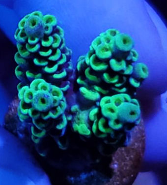 Coral Frag