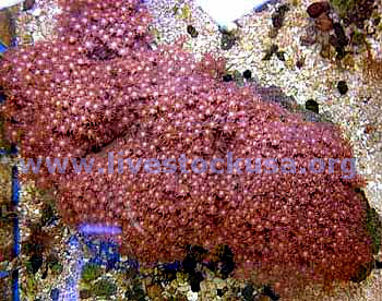 Goniopora