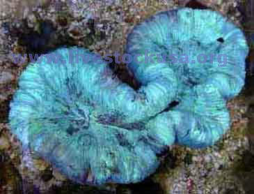 Trachyphyllia