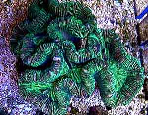 Trachyphyllia