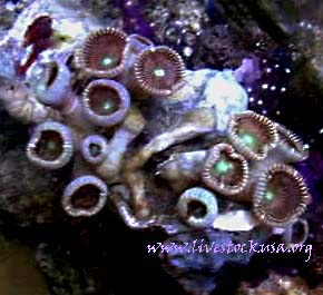 Polyps