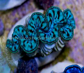 Tahitian Clam