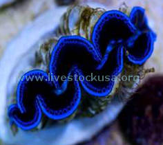 Tahitian Clam