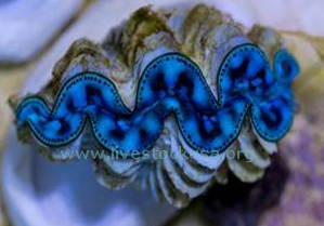 Tahitian Clam