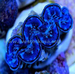 Tahitian Clam