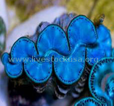 Tahitian Clam