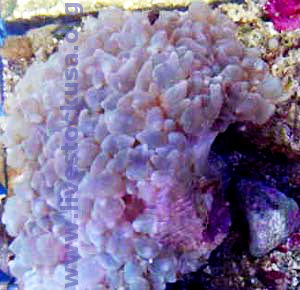 Bubble Coral