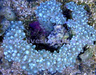 Pearl Bubble Coral