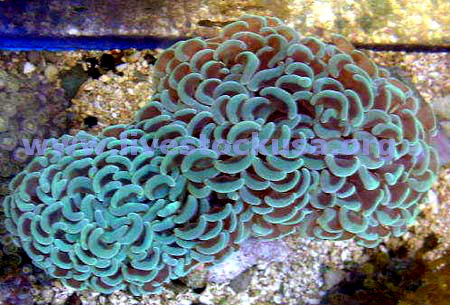 Hammer Coral