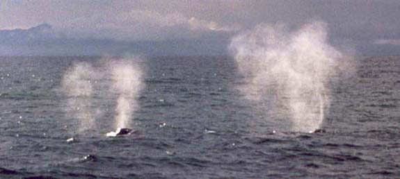 Humpback Whales