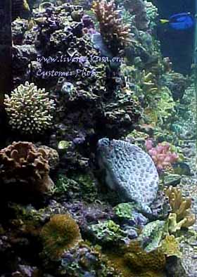 Reef Tank