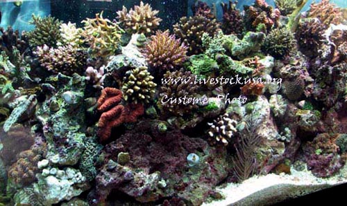 Reef Tank