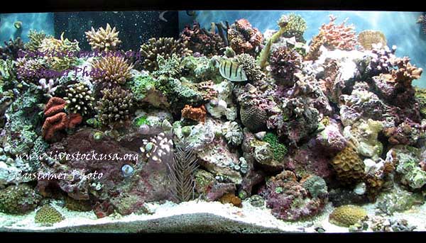 Reef Tank