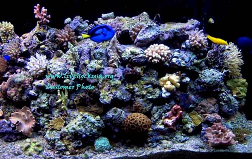 Reef Tank