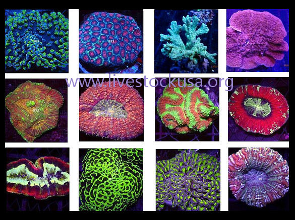 Kupang Corals