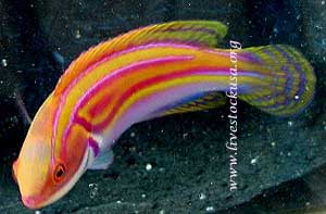 Laboutei Wrasse