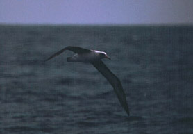 Laysan Albatross