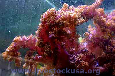 Lemnalia Coral