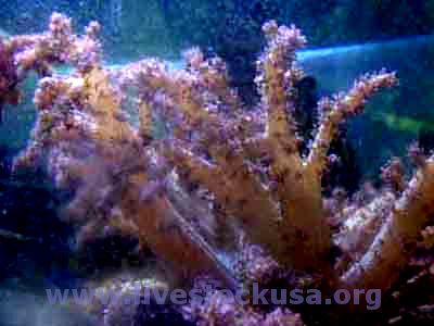 Lemnalia Coral