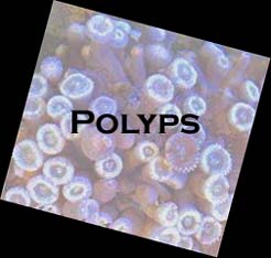 Polyps