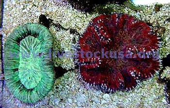 Trachyphyllia and Lobophyllia